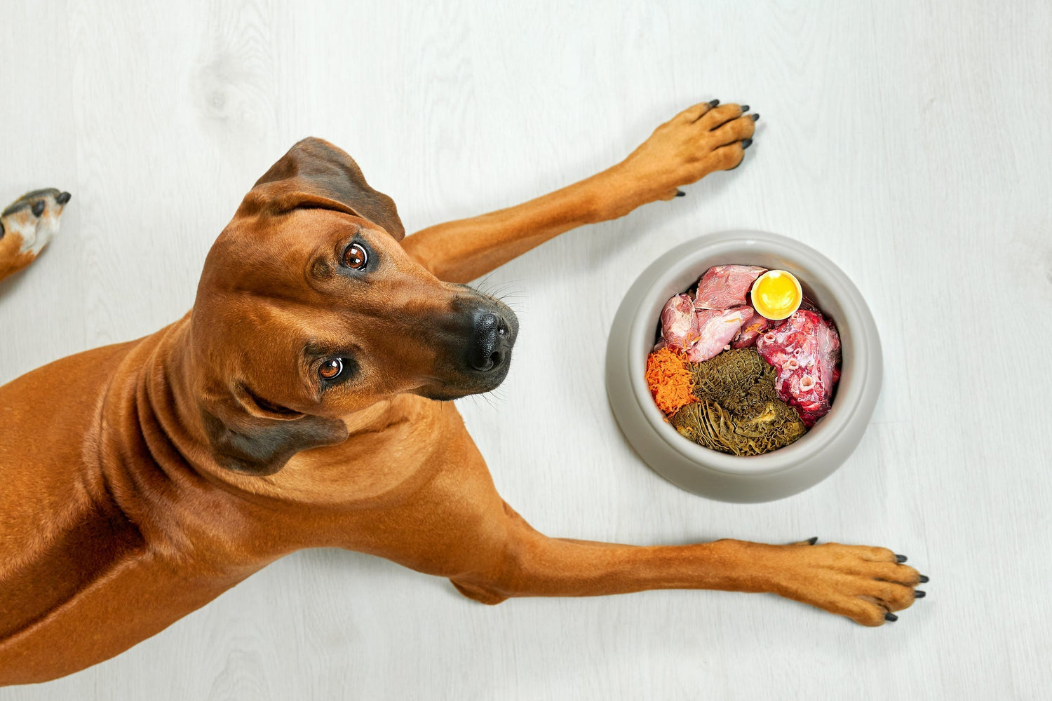 What’s Missing from Your Pet’s Bowl?