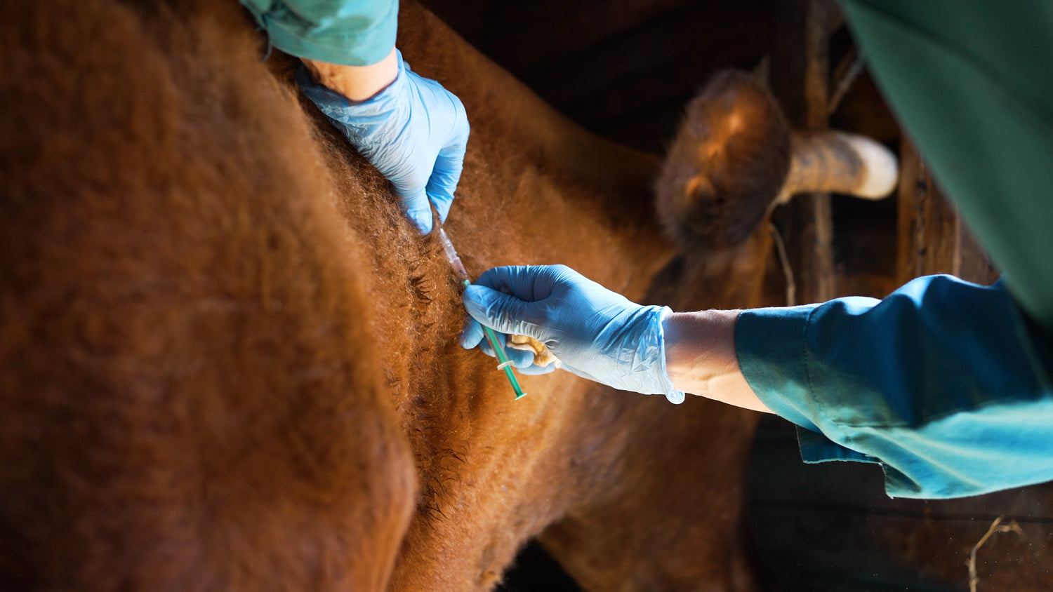 Vaccines in Cows: The Hidden Costs of Industrial Farming Practices