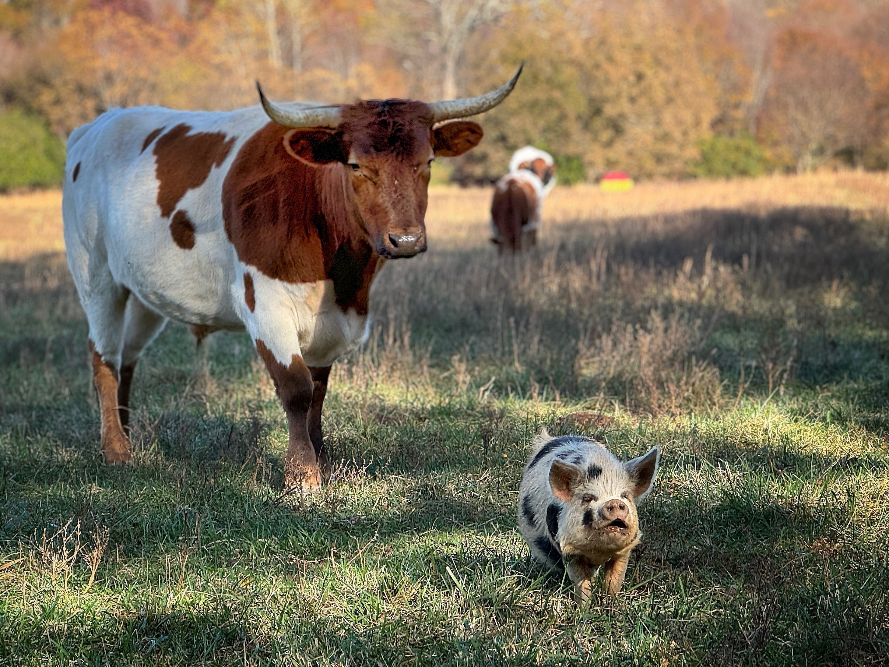 The Freedom Meats Movement: Reclaiming Nutrient-Dense Foods for Optimal Health