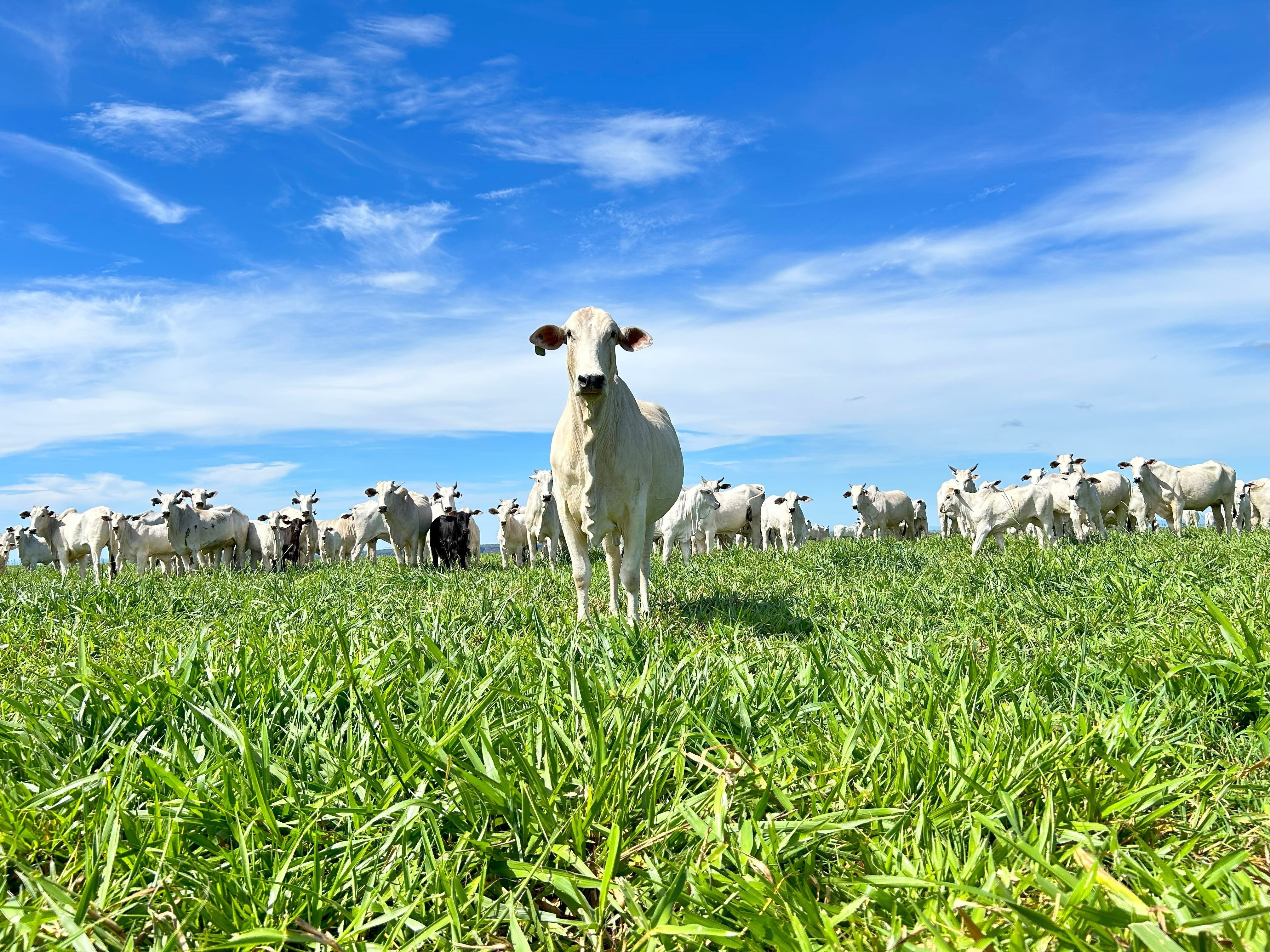 Pasture-Raised Meat: For Health, Taste, Animal Welfare, and Our Connection to Food