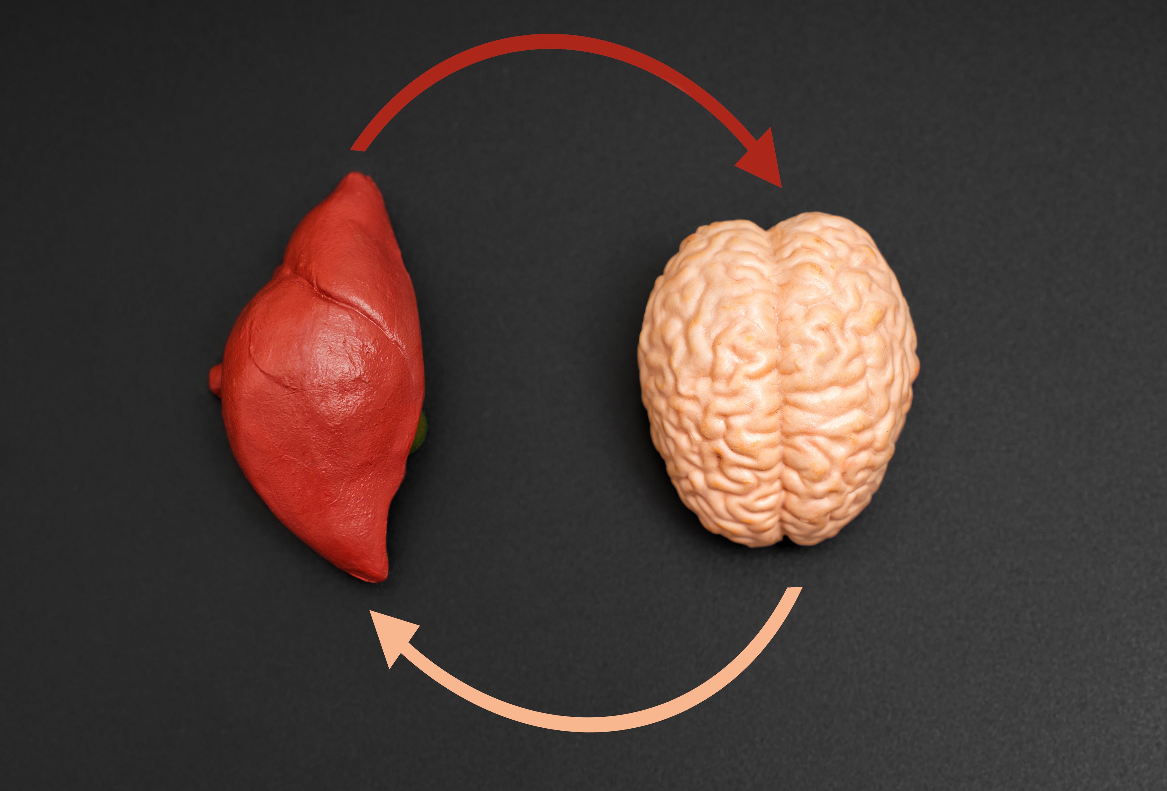 Nourishing the Brain with Organ Meats: Nutrients that Enhance Mental Health