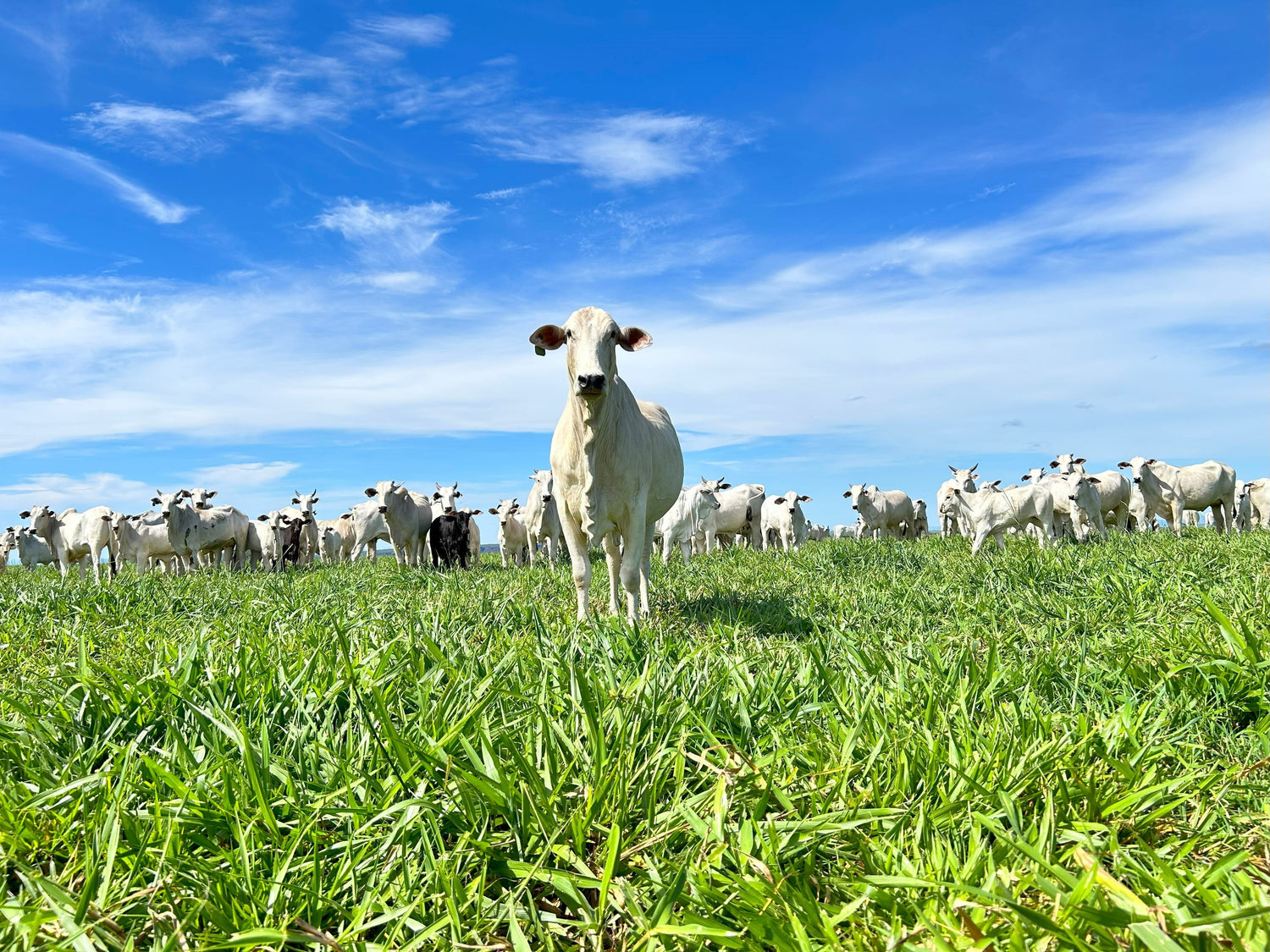 Pasture-Raised Meat: For Health, Taste, Animal Welfare, and Our Connection to Food